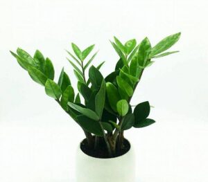 Cây phong thuỷ 12 con giáp nên trồng để Thần Tài nhanh chóng mỉm cười với mình