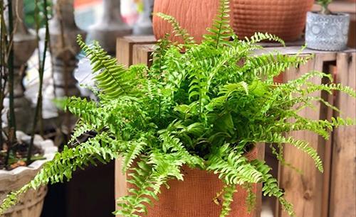 cách làm mát nhà bằng cây cảnh - cây dương xỉ