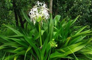 Cây đại tướng quân phong thủy: Không chỉ đẹp mà còn là liều thuốc hữu hiệu cho mọi gia đình