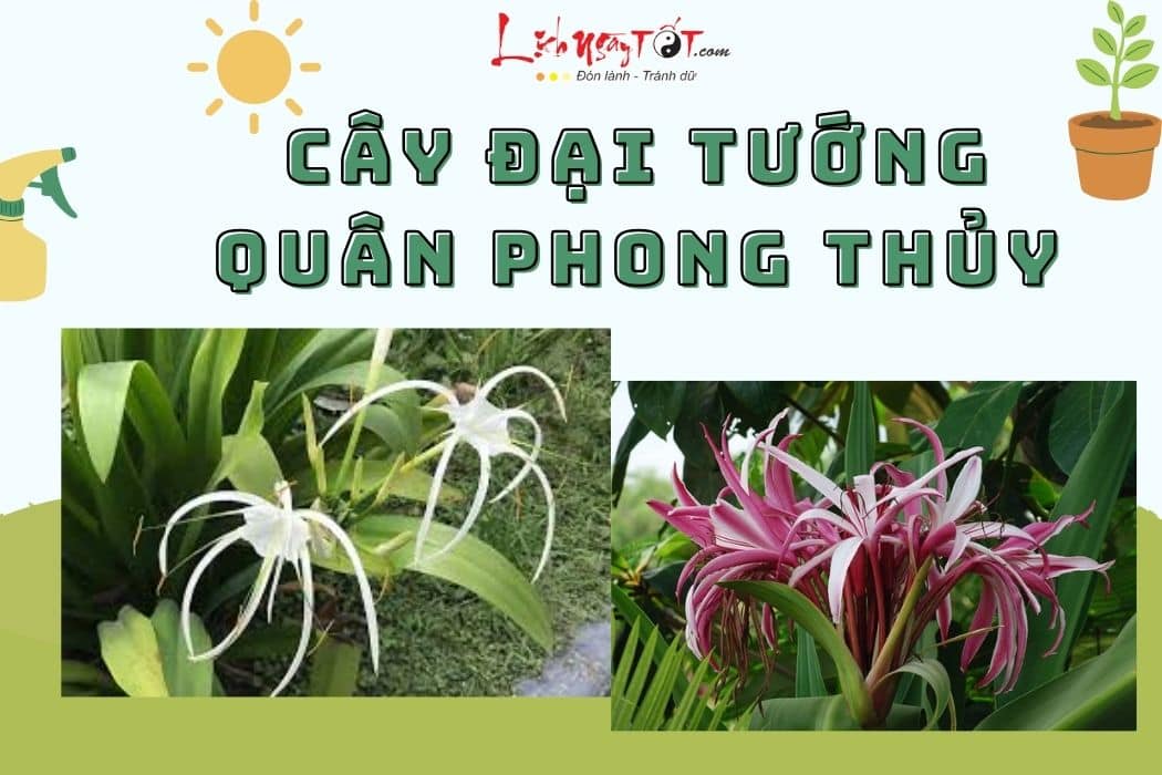 Cây đại tướng quân phong thủy là cây gì Cay dai tuong quan phong thuy la cay gi
