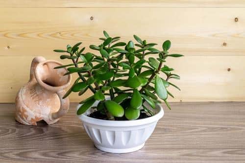 Cây ngọc bích mang lại may mắn Cay ngoc bich mang lai may man