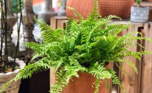 Ngày Hè mát mẻ và dễ chịu hơn nếu trồng các cây phong thủy trong nhà: chúng giúp thanh lọc không khí, tạo năng lượng tích cực và làm dịu không gian sống