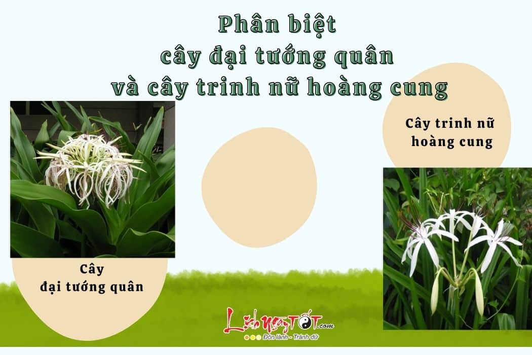 Phân biệt đại tướng quân và trinh nữ hoàng cung Phan biet dai tuong quan va trinh nu hoang cung