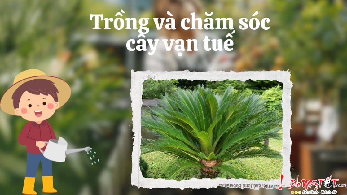 Trong va cham soc Cay van tue phong thuy