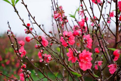 kiêng kị trong ngày tết kieng ki trong ngay tet