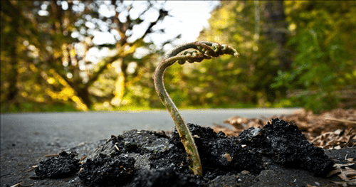 Nghich canh khong phai la bat hanh 2