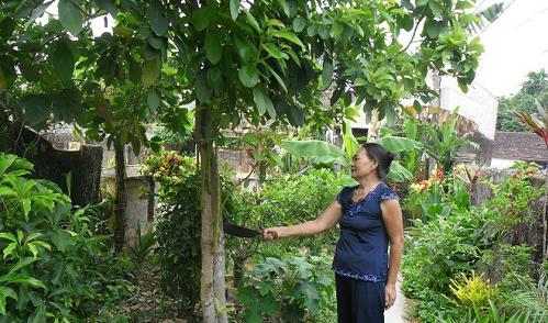 tet doan ngo khao cay lay qua