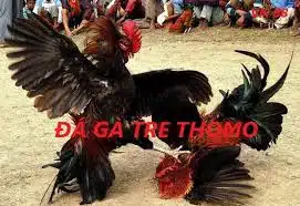 da ga tre thomo cach xem da ga truc tiep tai 8day 697509d96ae17